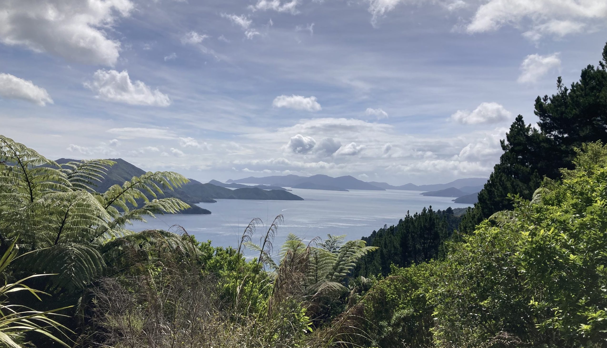 Why I Use Einkorn Wheat einkorn flour pecan pie bars healthy